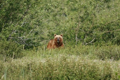 Chilkoot Lake & River area offers frequent bear sightings during the summer